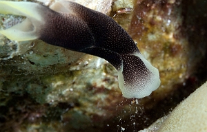 Banda Sea 2018 - DSC06599_rc - Lovely headshield slug - Chelidonura amoena